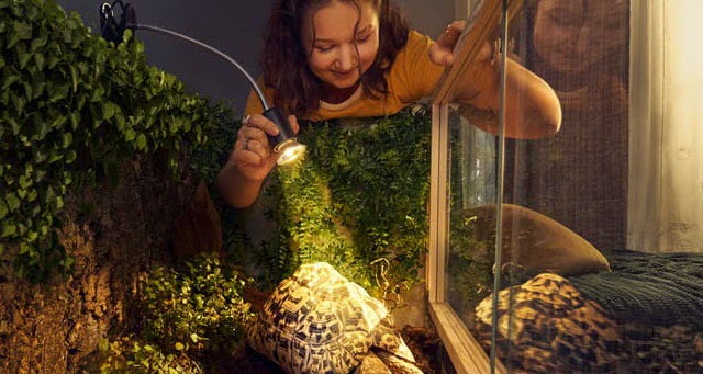 Ein Kind beobachtet eine Schildkröte in einem Terrarium.